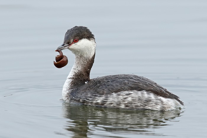 Slavonian Grebe