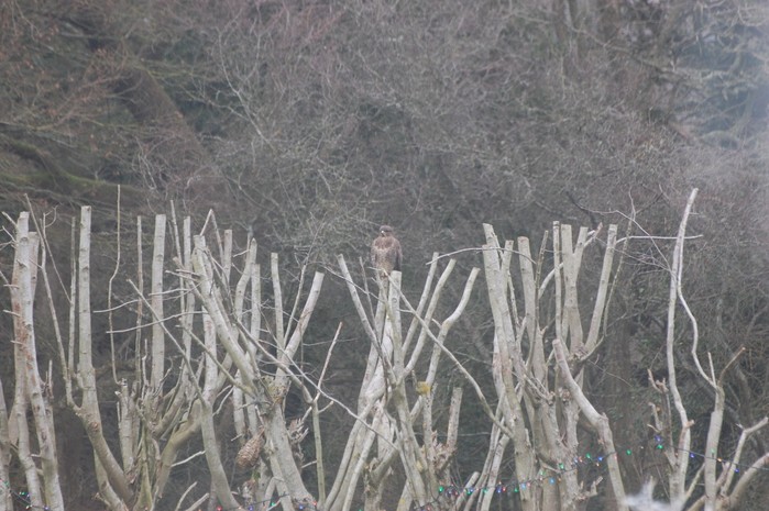 Buzzard