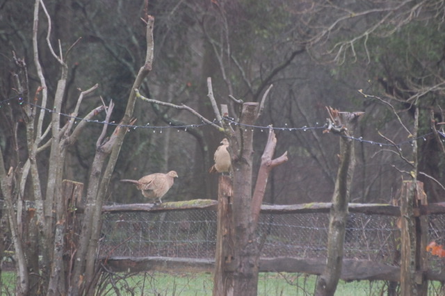 Pheasant