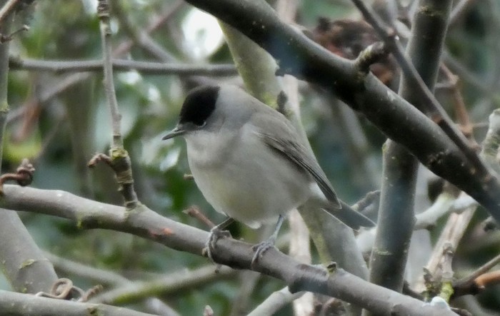 Blackcap