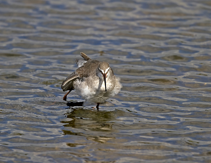 Spotted Redshank