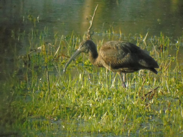 Glossy Ibis