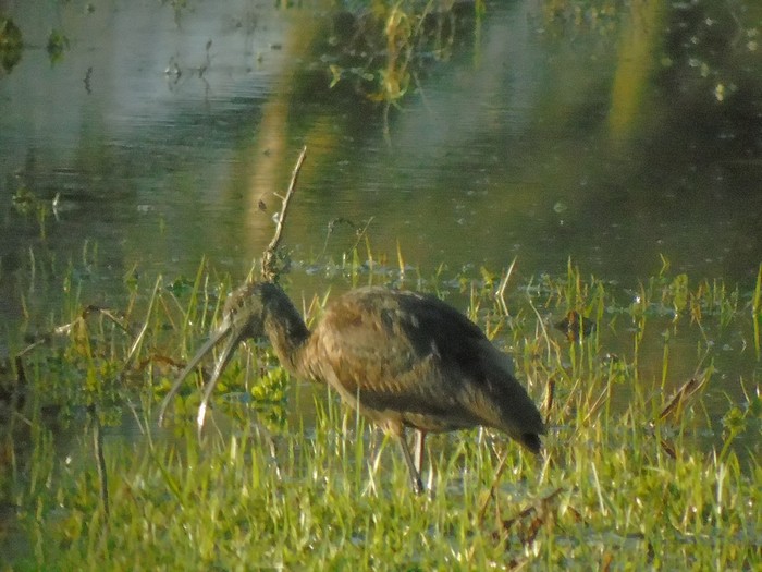 Glossy Ibis