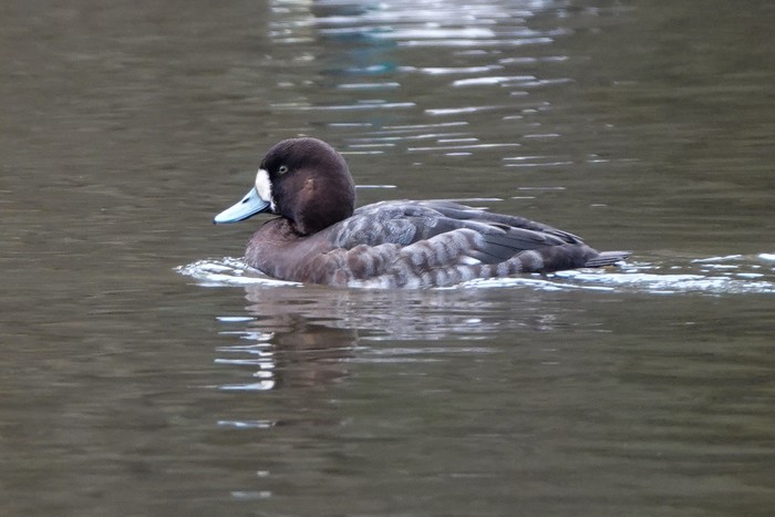 Scaup