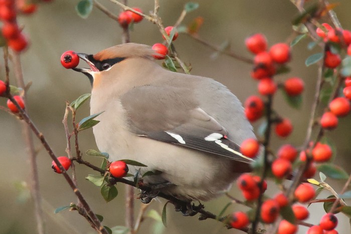 Waxwing