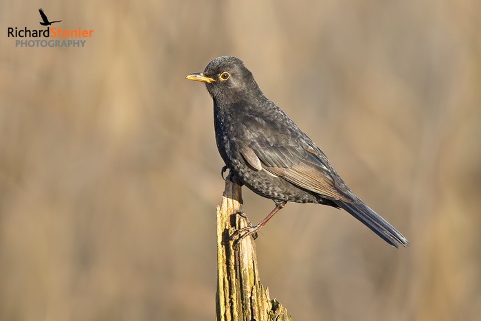Blackbird