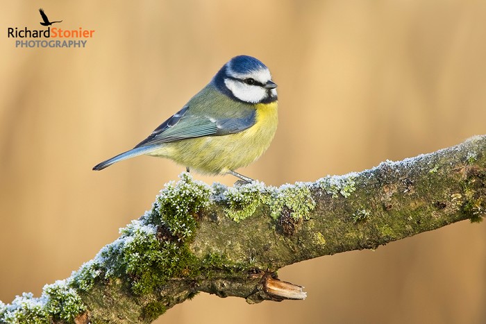 Blue Tit