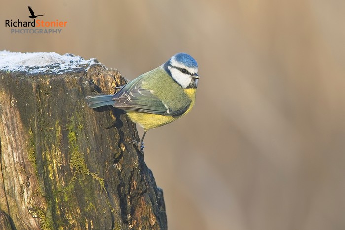 Blue Tit