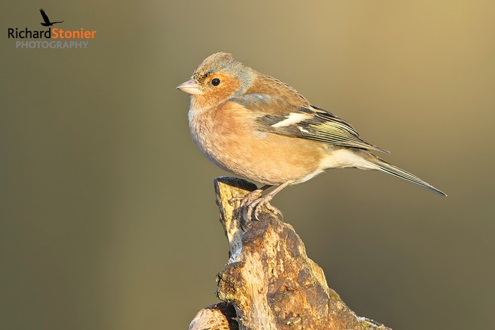 Chaffinch