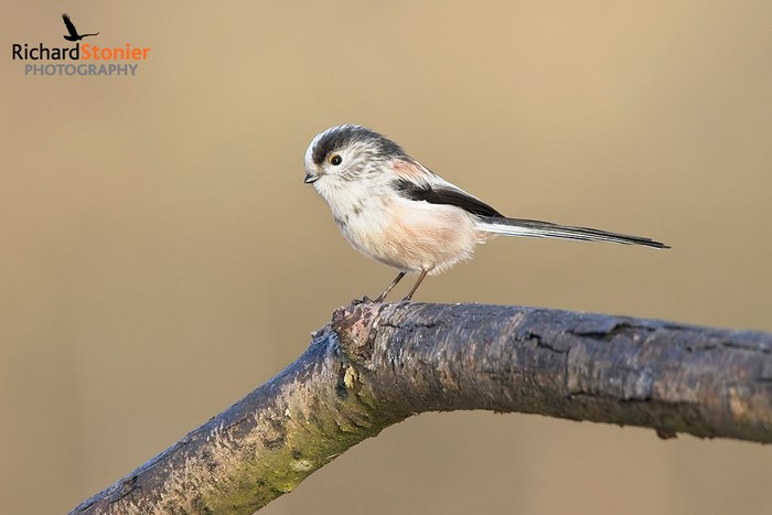 Long-tailed Tit
