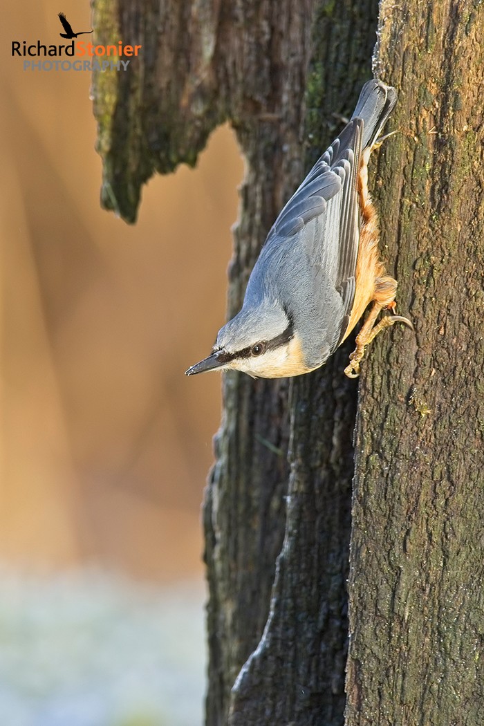 Nuthatch