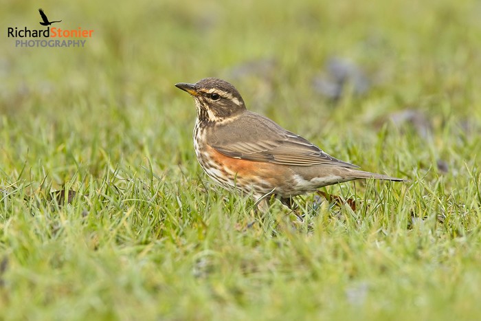 Redwing