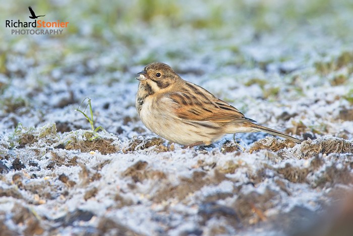 Reed Bunting