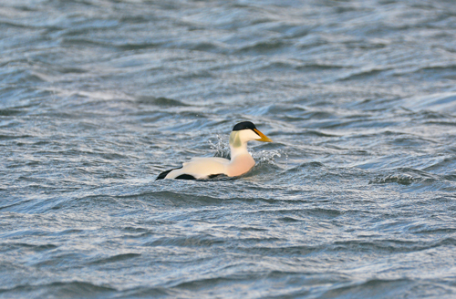 Northern Eider