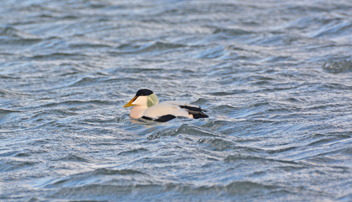 Northern Eider