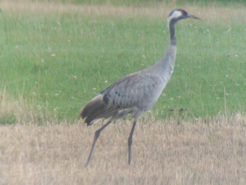 Common Crane
