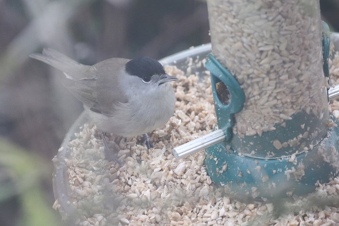 Blackcap