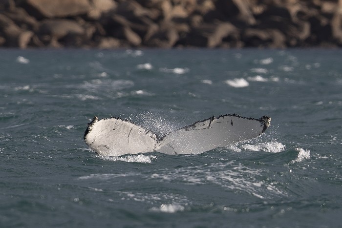 Humpback Whale 