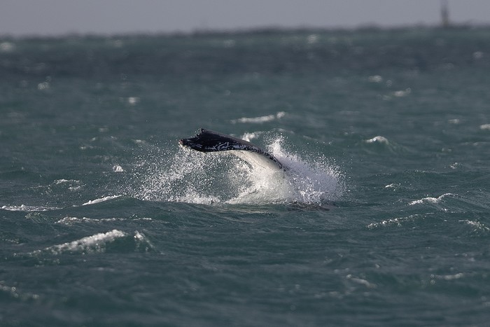 Humpback Whale 