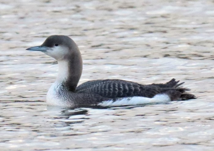 Black-throated Diver