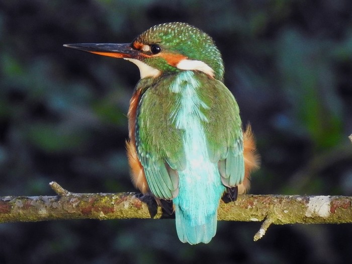 Kingfisher