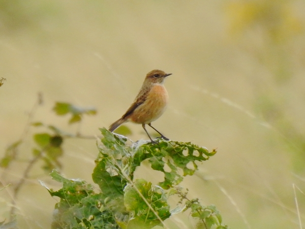 Stonechat