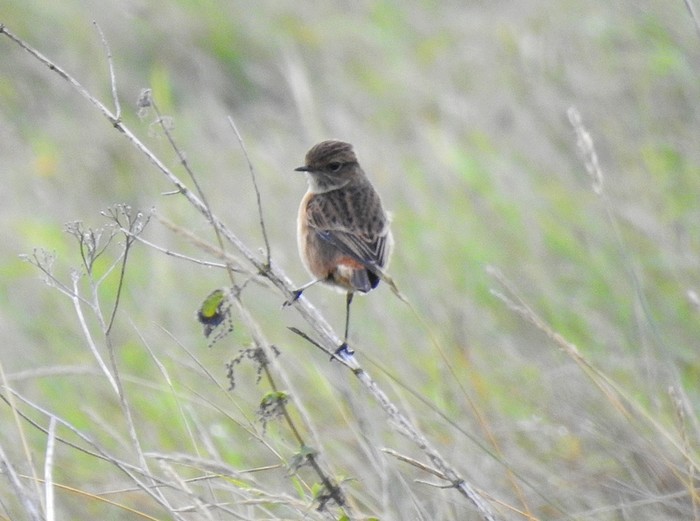 Stonechat