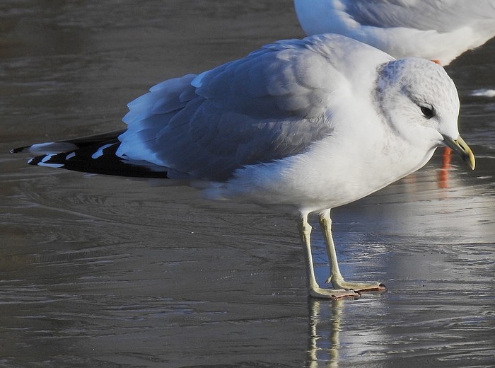 Common Gull