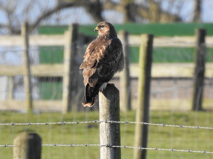 Buzzard