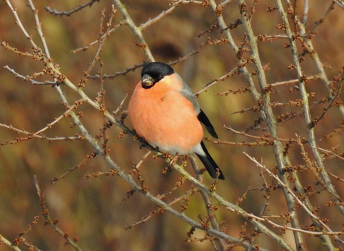 Bullfinch