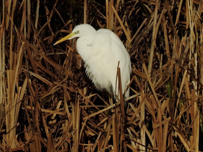 Great White Egret