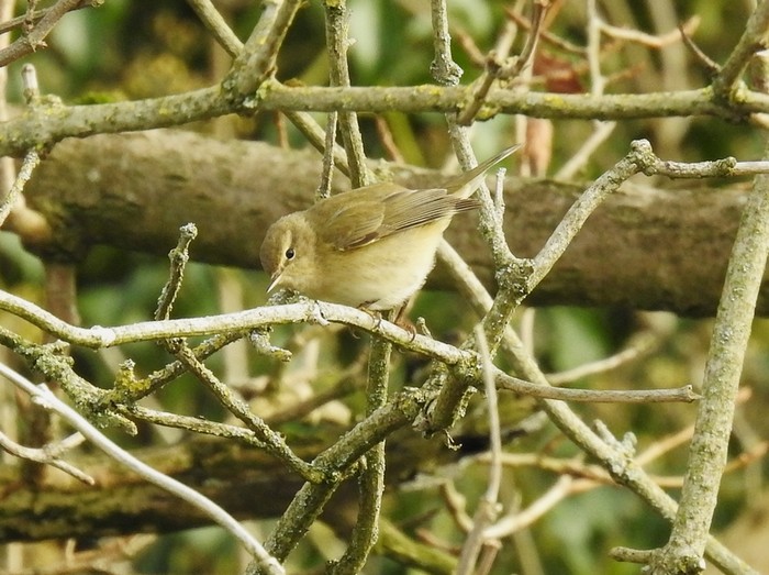 Chiffchaff