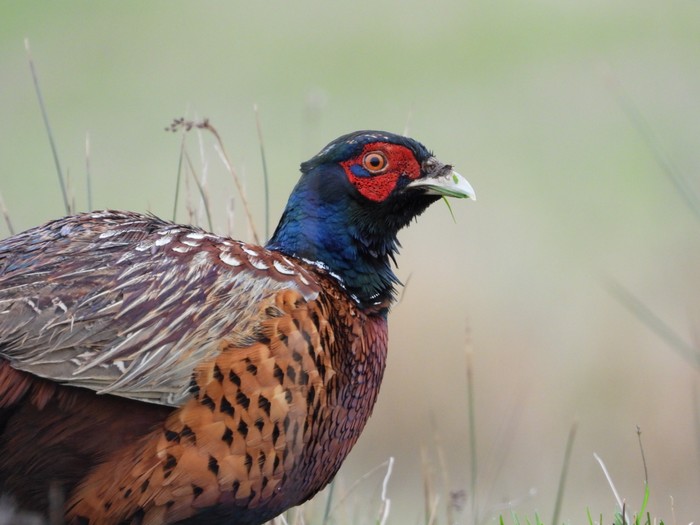 Pheasant