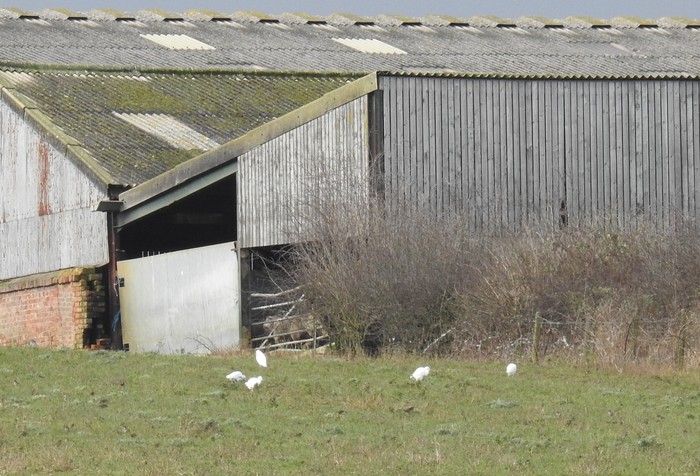 cattle egret