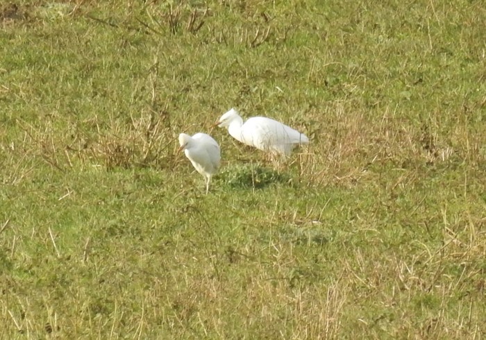 cattle egret 