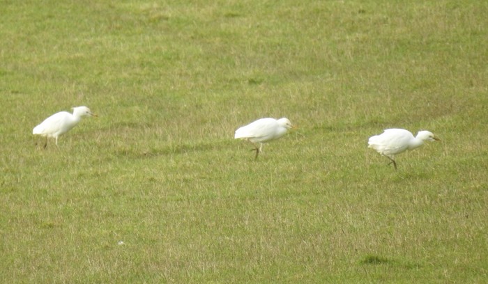 cattle egret 