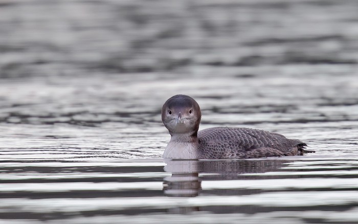 Great Northern Diver