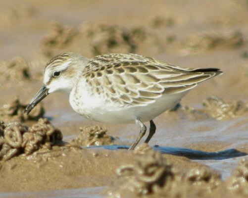 Semipalmated Sandpiper