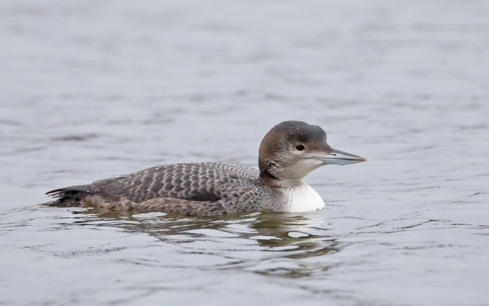 Great Northern Diver