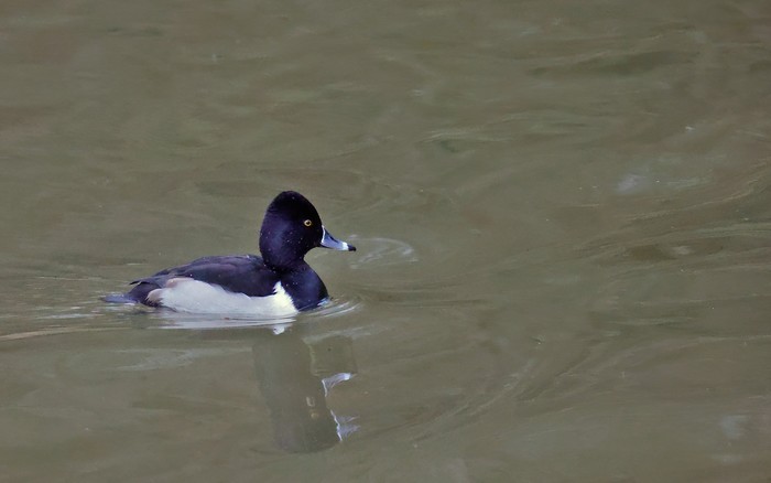 Ring-necked Duck