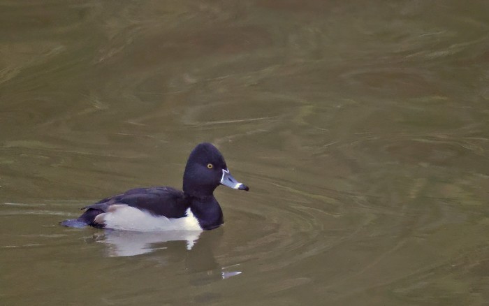 Ring-necked Duck