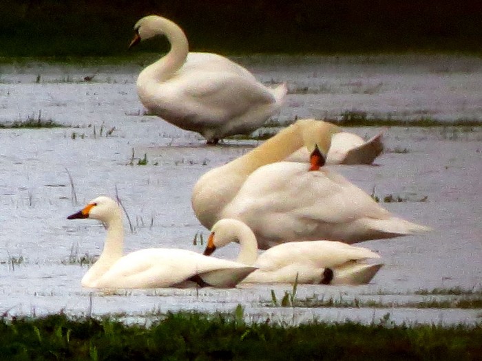 Bewick's Swan