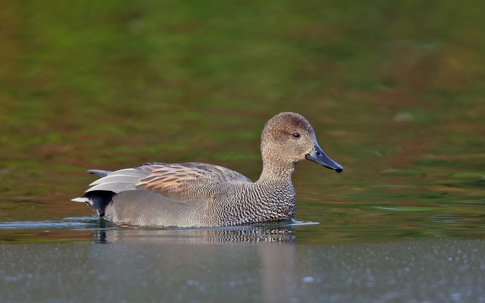 Gadwall