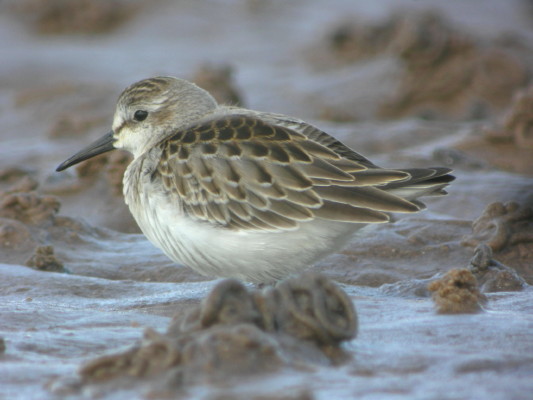 Semipalmated Sandpiper
