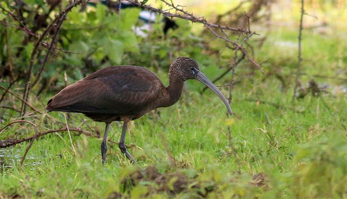 Glossy Ibis