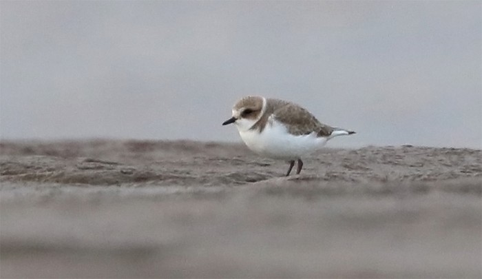 Kentish Plover