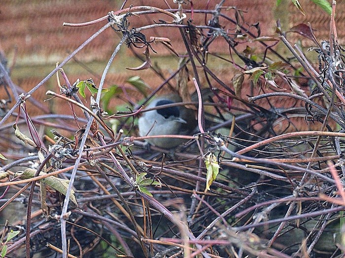 Blackcap
