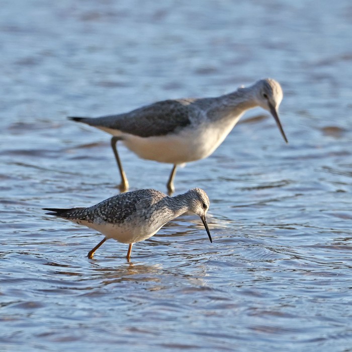 Lesser Yellowlegs
