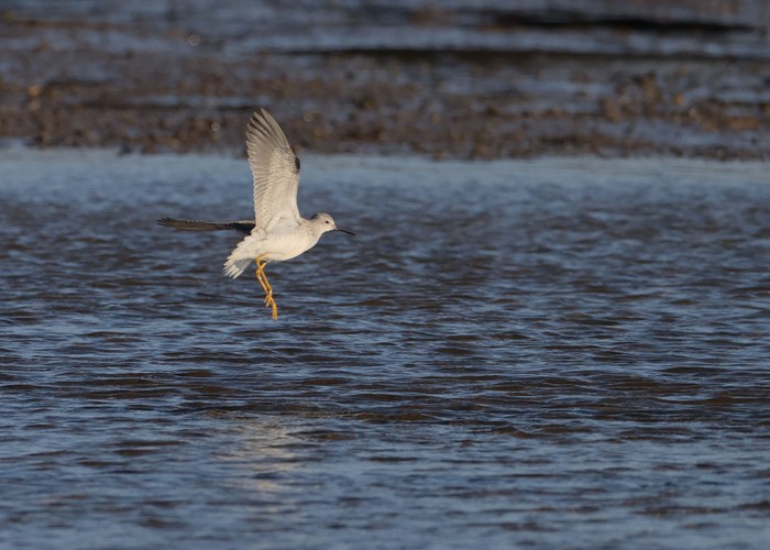 Lesser Yellowlegs