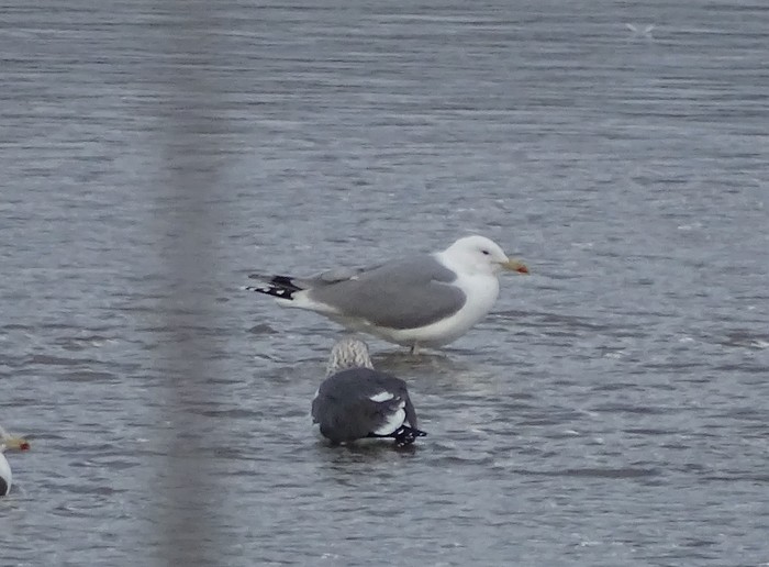 Caspian Gull